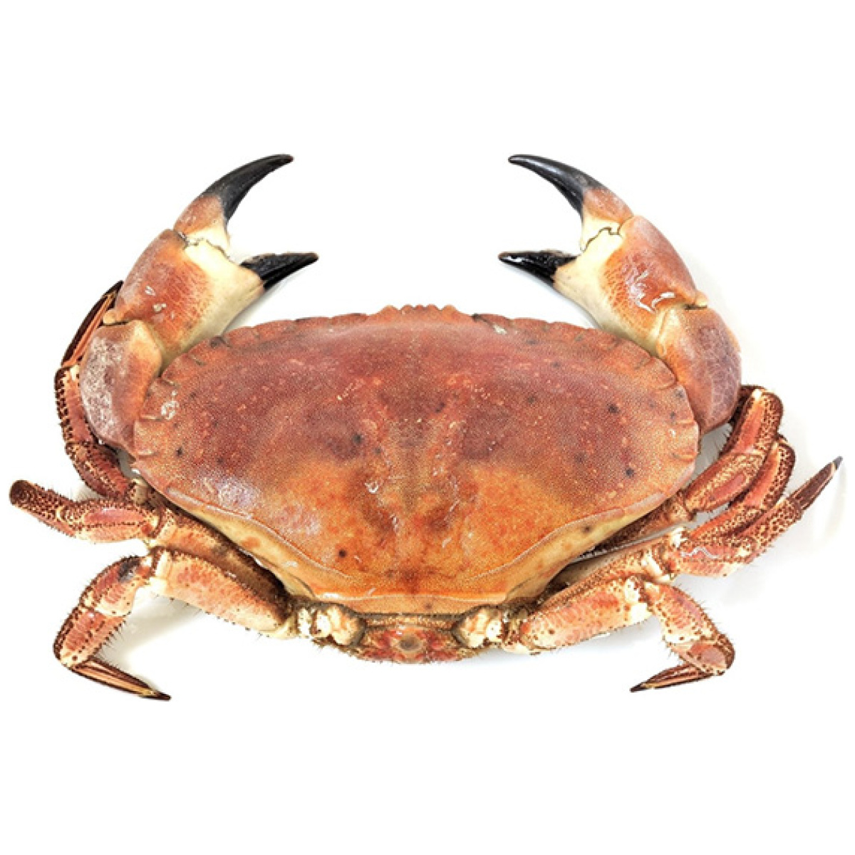 Cornish Crab (Whole) - Image 1