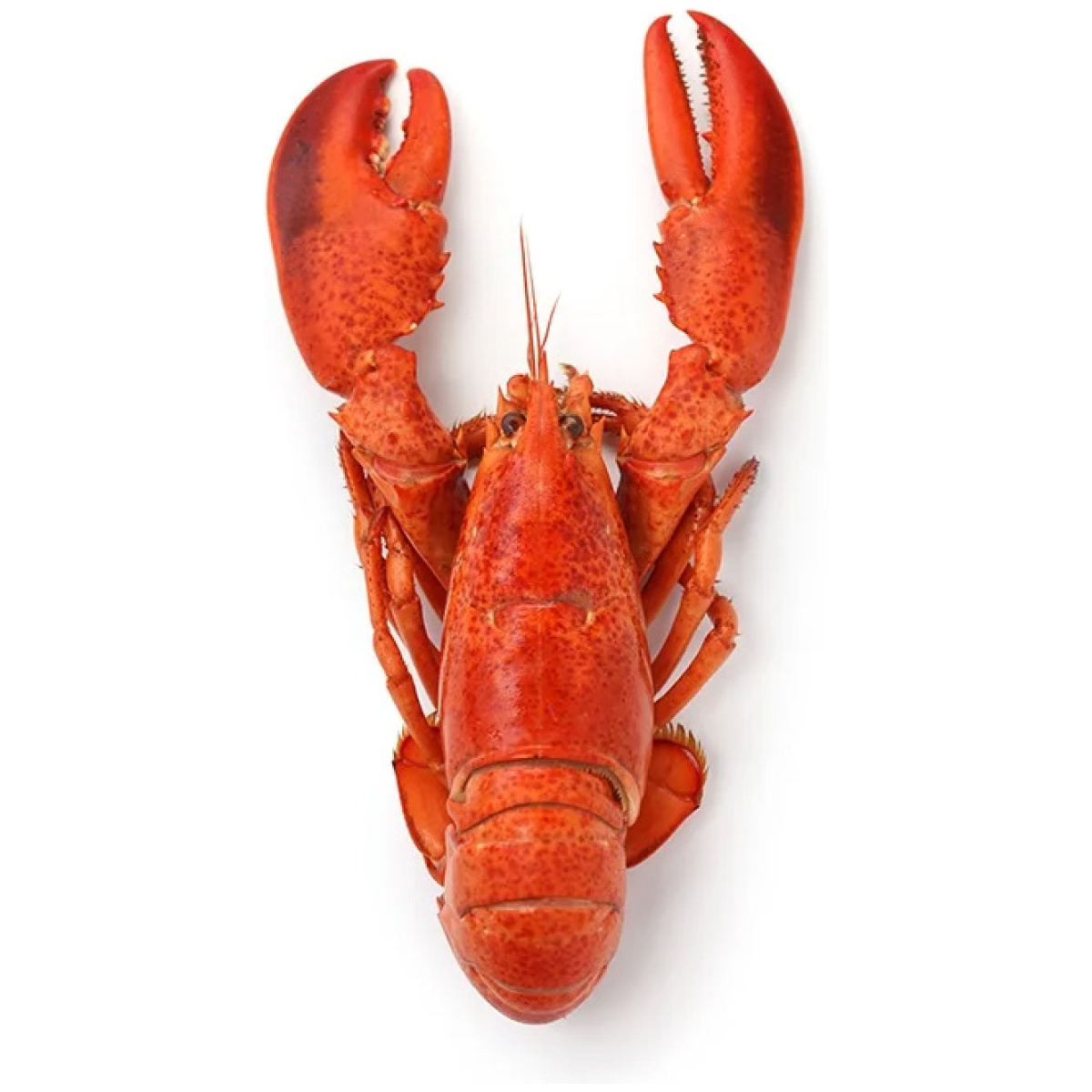 Whole Cornish Lobster - Image 1