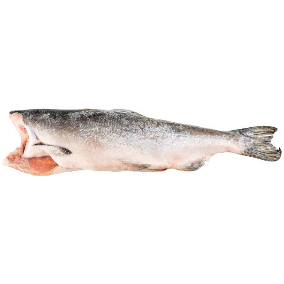 Pink (Hump-Back) Salmon - Image 1