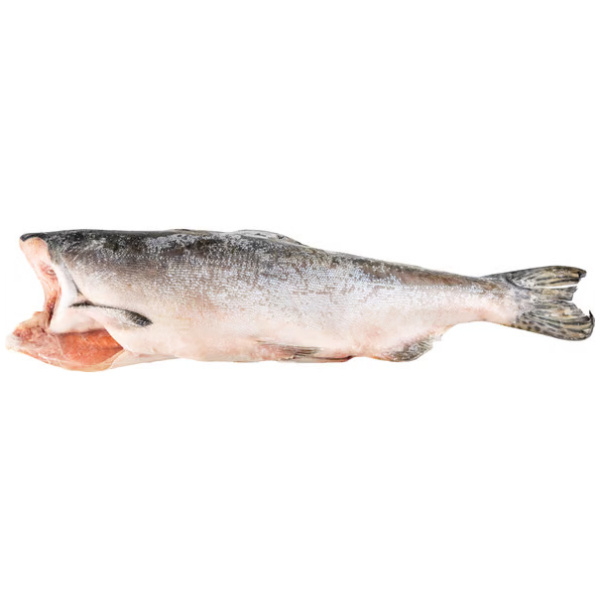 Pink (Hump-Back) Salmon